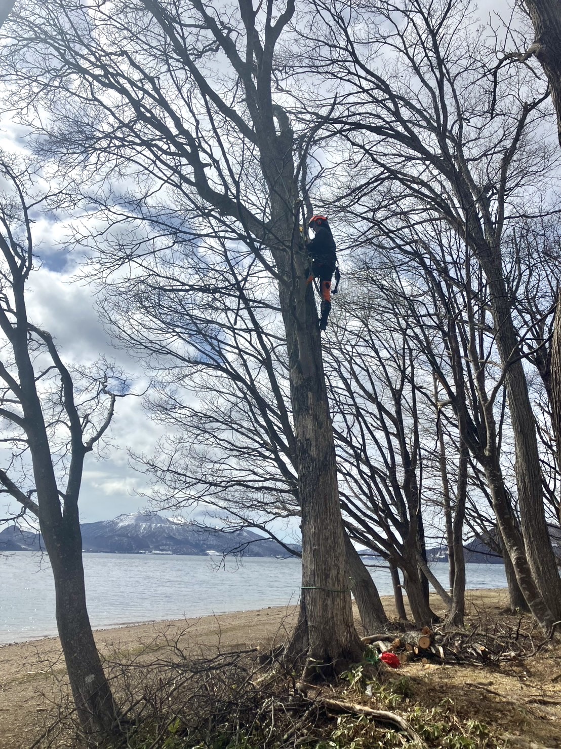 伐採後の丸太や枝の処理