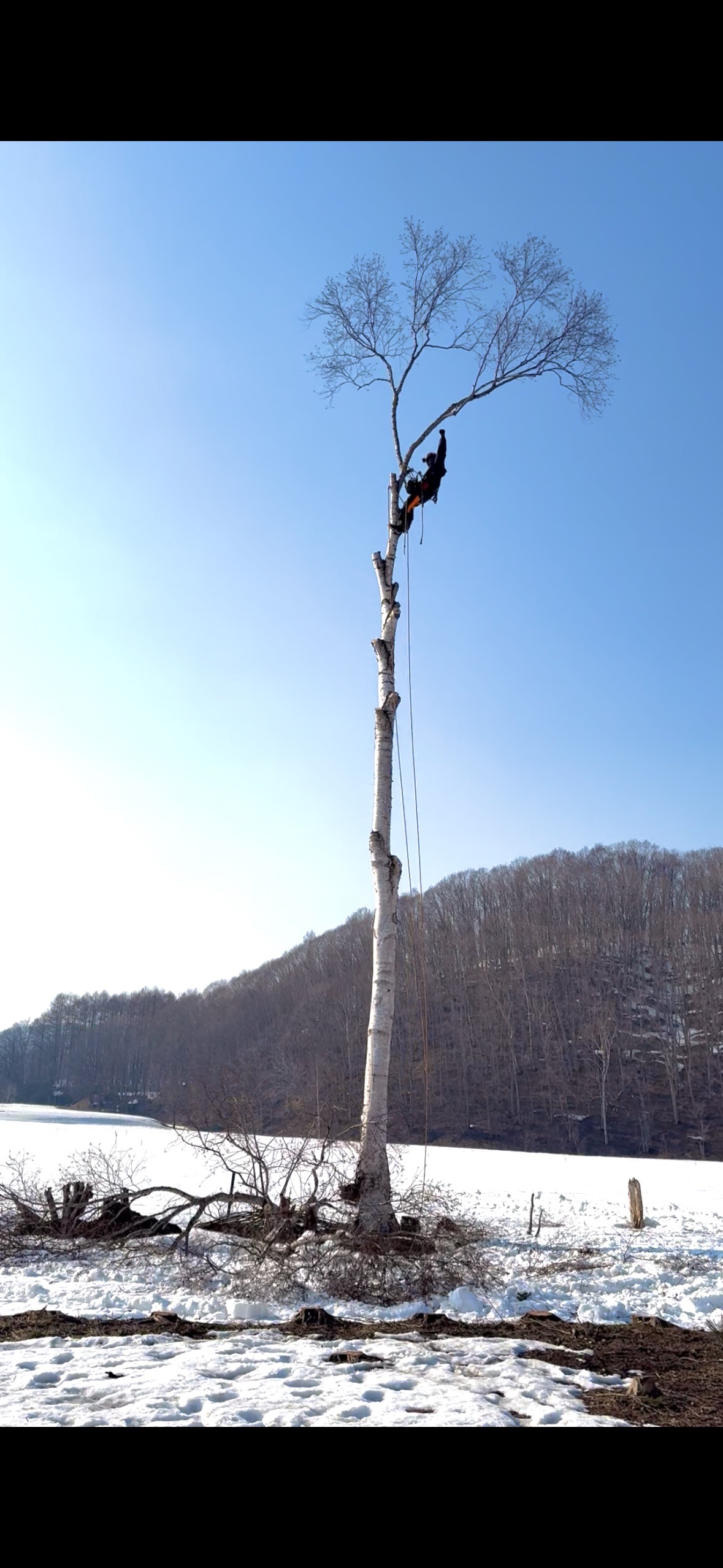 羊蹄山を背景にした伐採