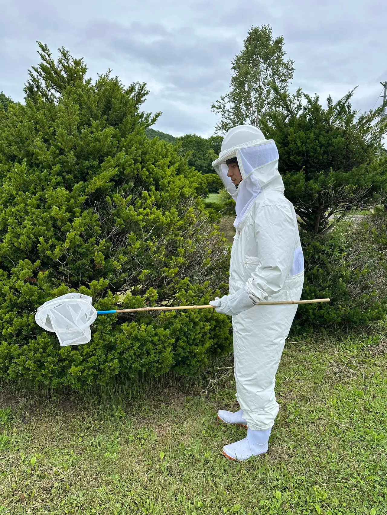 防護服を着て、生垣の中を捕虫網で確かめる蜂の巣駆除の様子（北海道・伐採の金子）