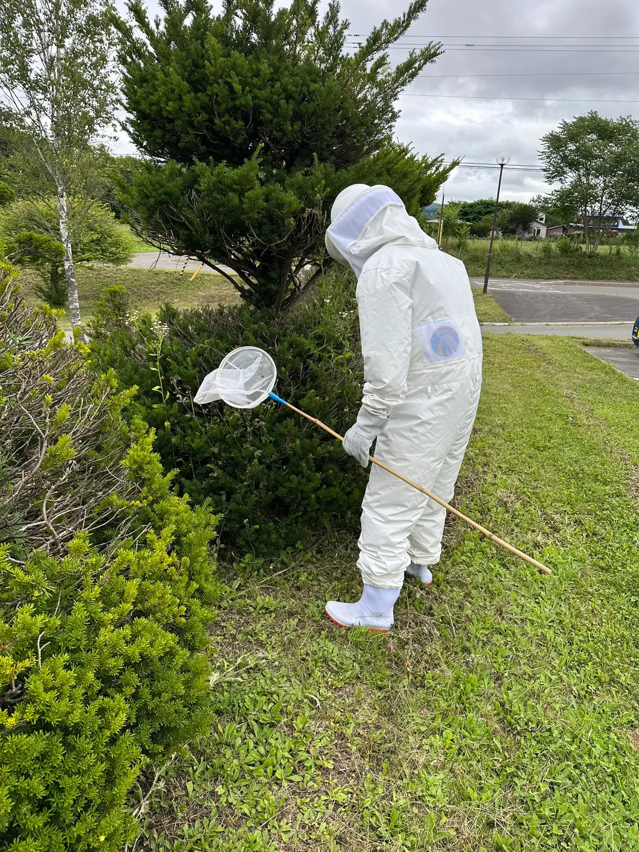 防護服と捕虫網を装備し、植栽の中を点検する蜂の巣駆除作業