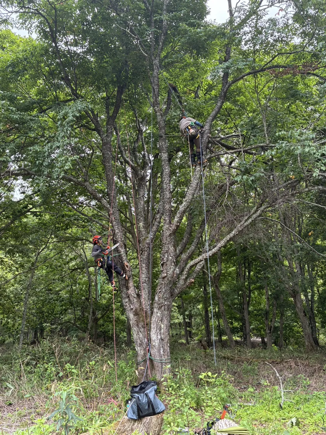 夏の広葉樹の大木に2人でロープを掛けて登り、枝を切り下ろす特殊伐採｜北海道（伐採の金子）
