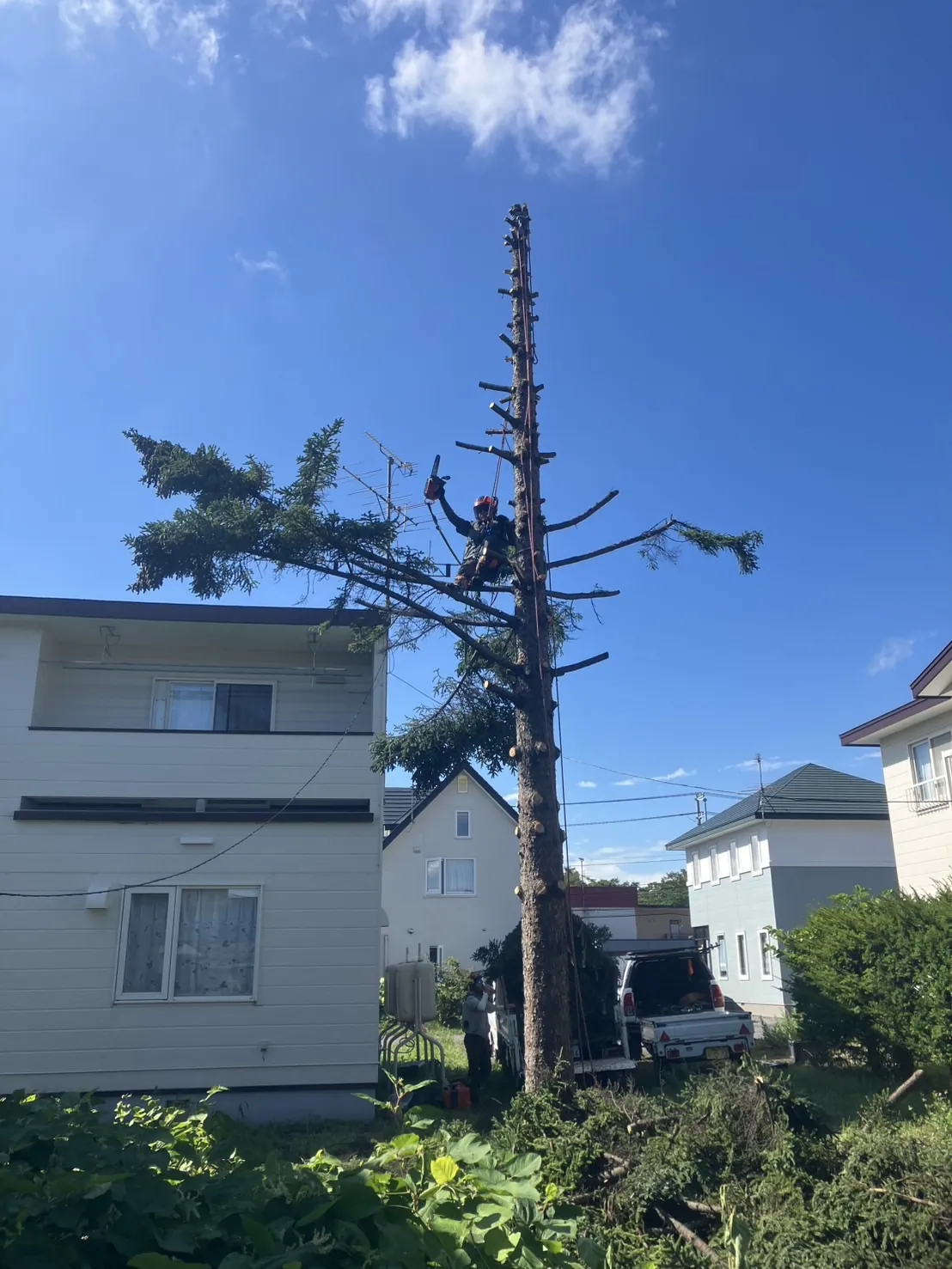 住宅の脇に立つ針葉樹の枝を上から順に下ろす枝下ろし・芯止め作業｜北海道の庭木のお手入れ（伐採の金子）